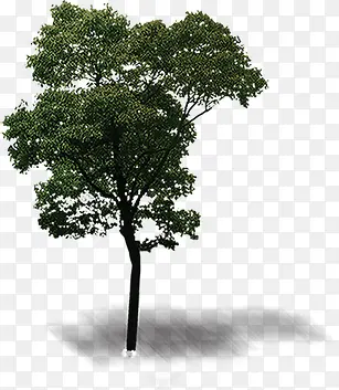 环境渲染效果绿色草本树木