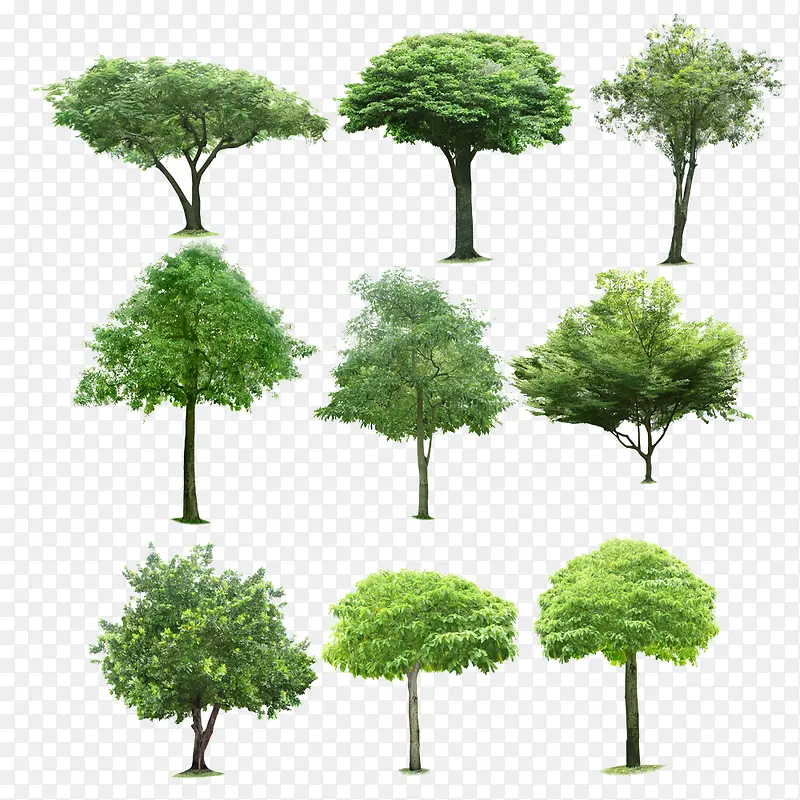同品种绿树