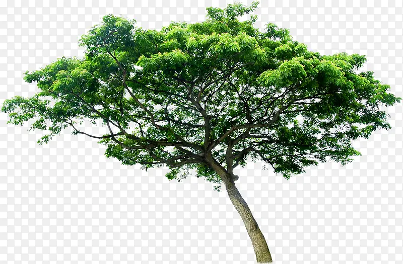 绿树美景树木生长