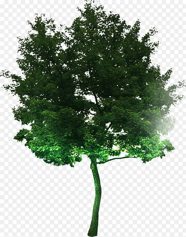 高清摄影创意绿色树木合成效果