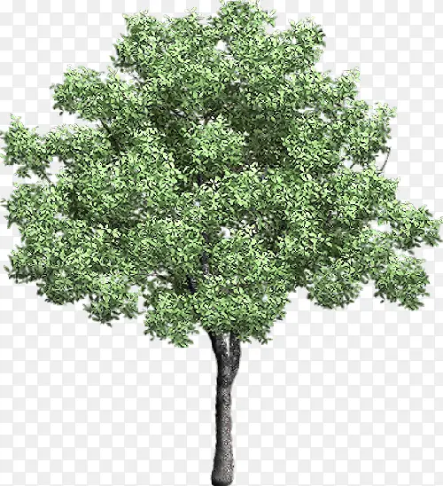 绿树立面树卡通绿色