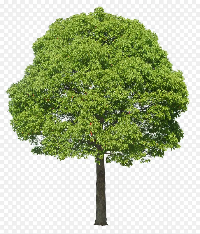 立面树圆形绿树