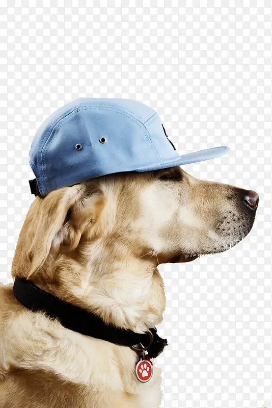 戴帽子狗狗