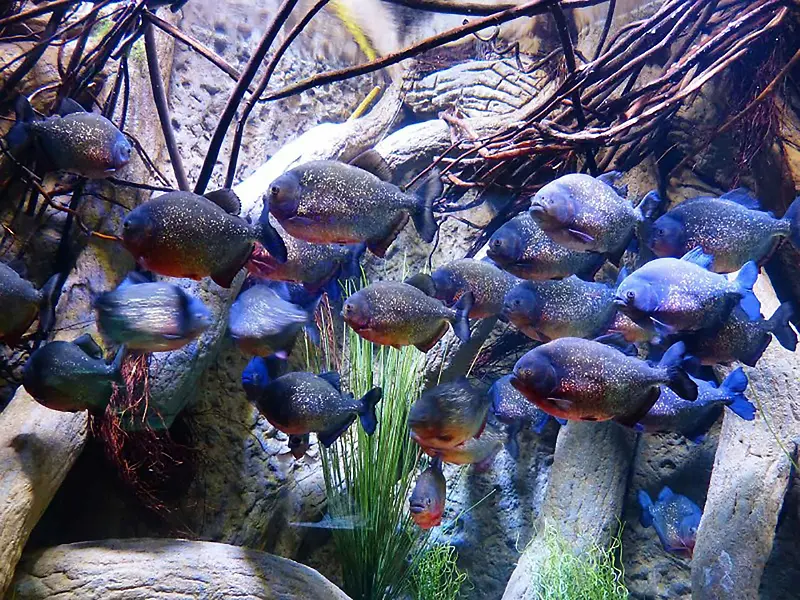 海底水生物背景