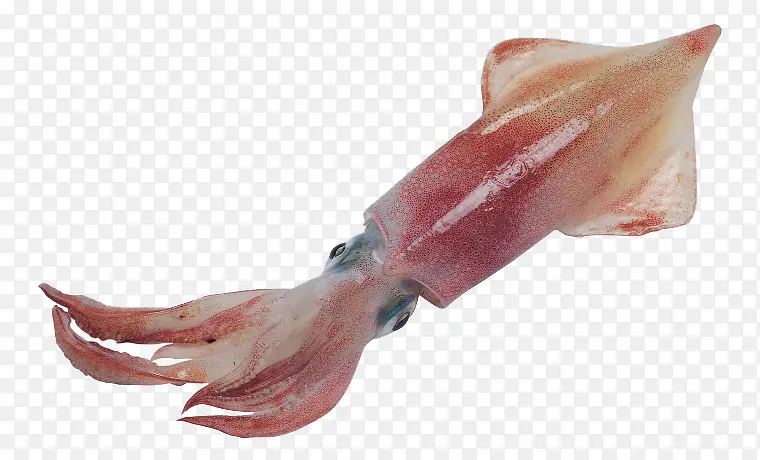 海底墨鱼章鱼动物