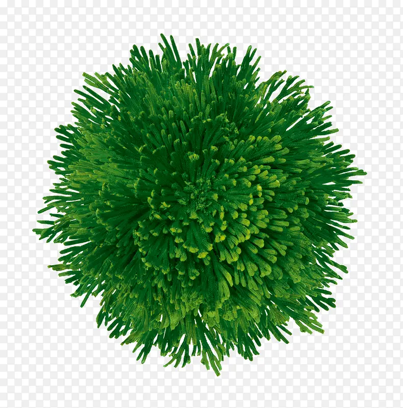植物绿色海底海藻
