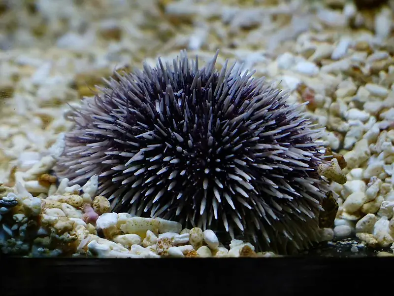 海底水生物背景