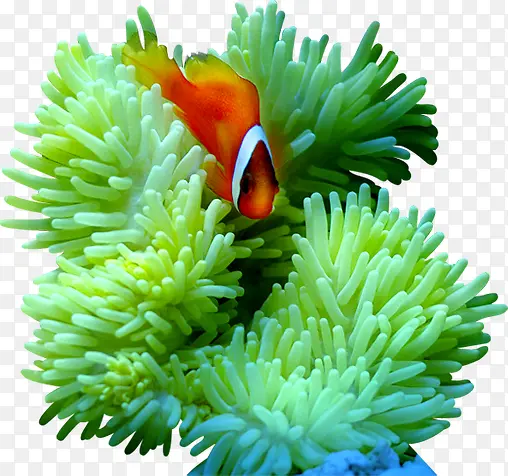 海底珊瑚小鱼素材