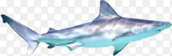 卡通夏日海底鲨鱼动物