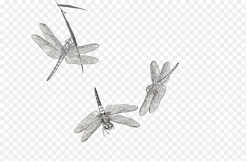 手绘昆虫蜻蜓效果图