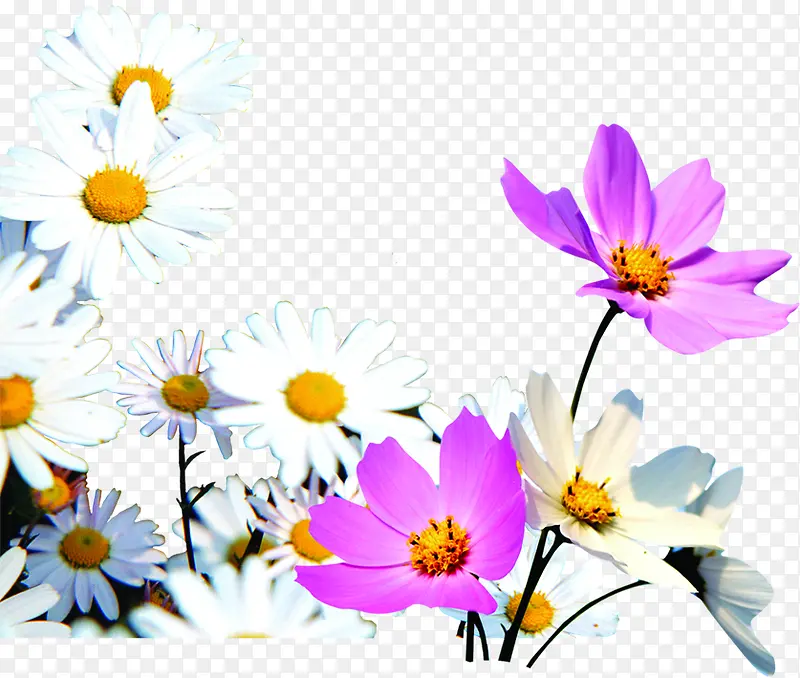 夏日植物卡通花朵效果设计