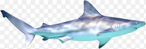 夏日海报鲨鱼卡通效果