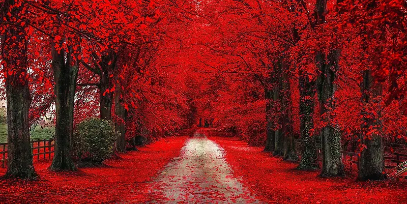 红色的森林高清背景图片