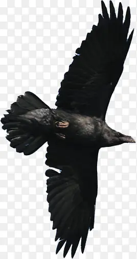 高清黑色飞翔小鸟