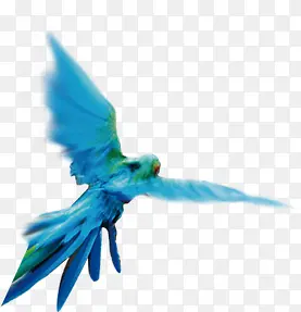 蓝色唯美小鸟飞翔