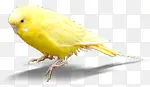 黄色可爱小鸟雏鸟