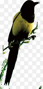 高清黄色小鸟中国风海报