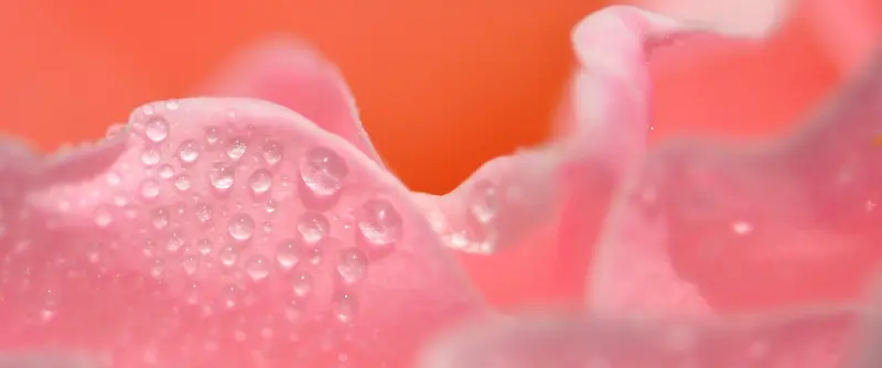 花瓣雨露