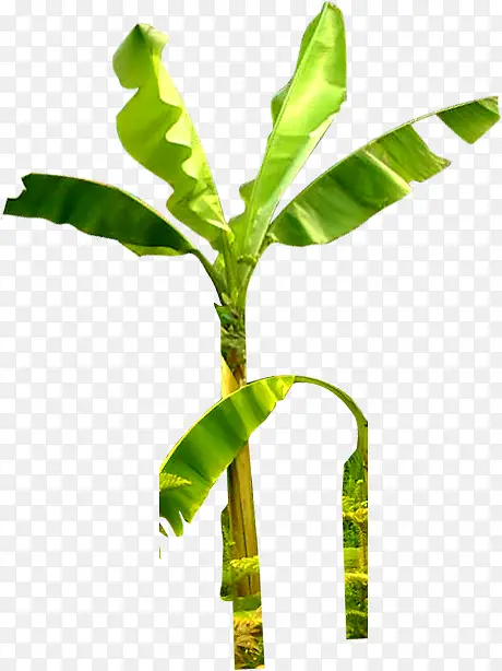 热带绿色植物椰树