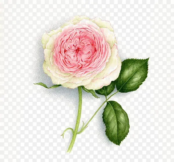 花枝