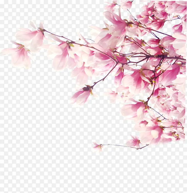 粉色花枝盛开