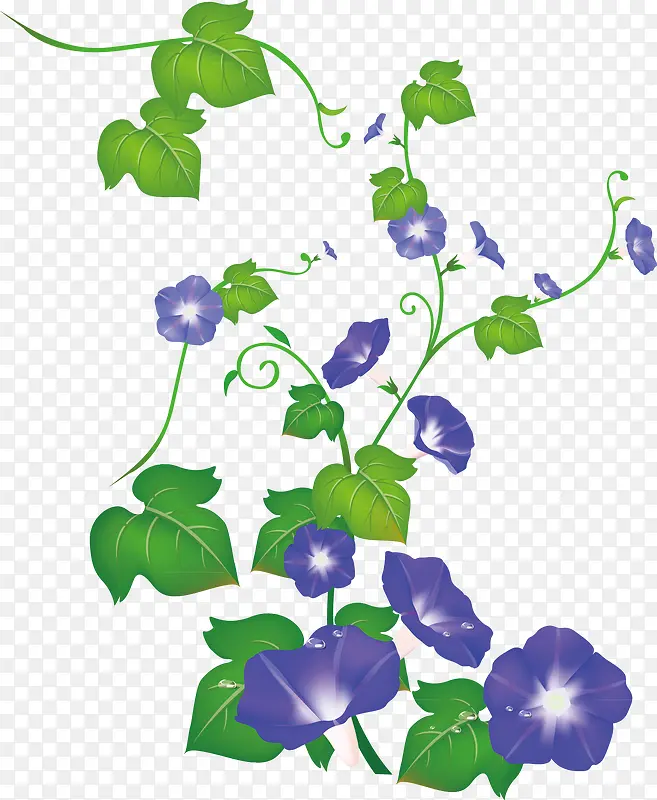牵牛花元素
