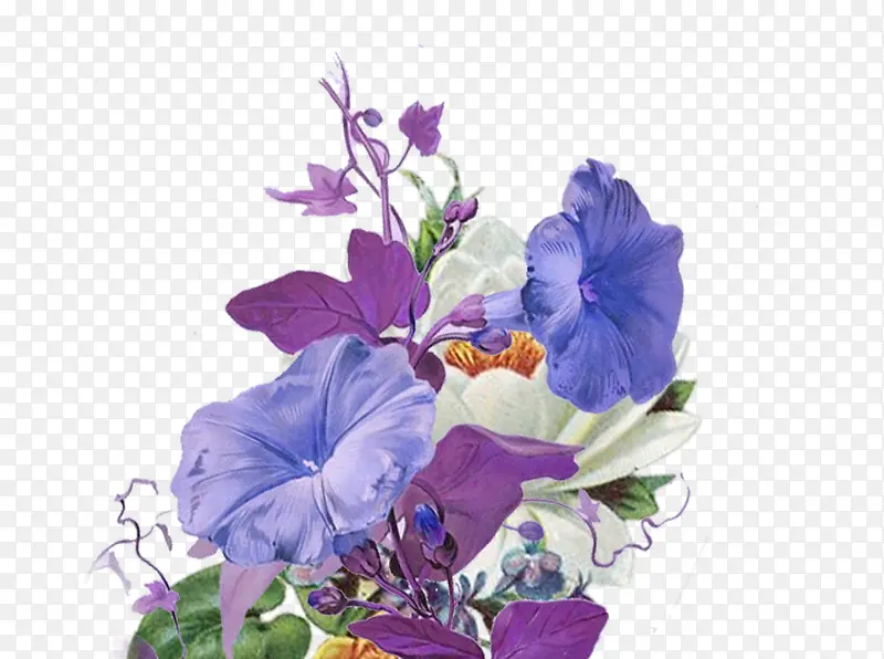 牵牛花