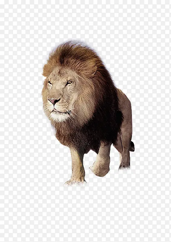 愤怒的狮子