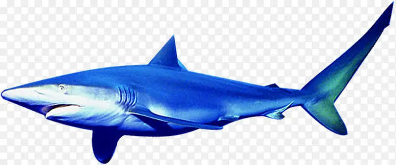 鲨鱼海鱼海洋夏季素材