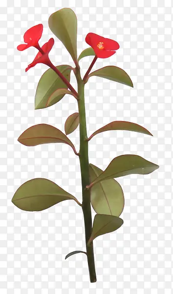 花枝花草枝叶