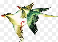 中国风艺术手绘飞鸟造型