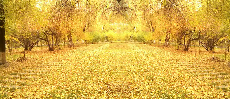 黄色秋季树叶树林
