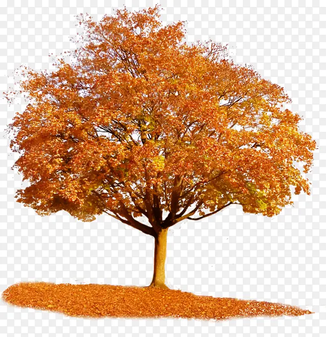秋季枫树