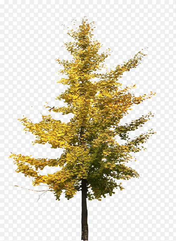 黄色树叶秋季绿化装饰