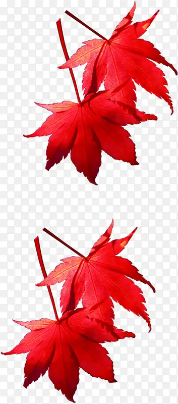 手绘秋季红色枫叶装饰