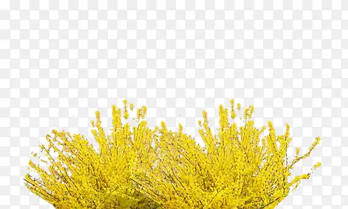 黄色小树