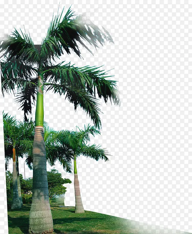 手绘椰子树展板图片