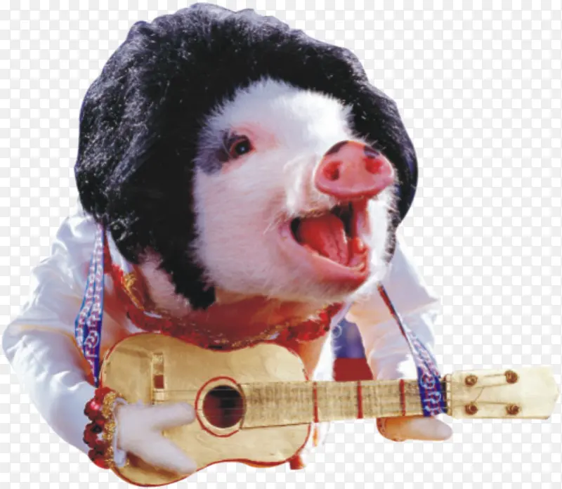 弹吉他的猪