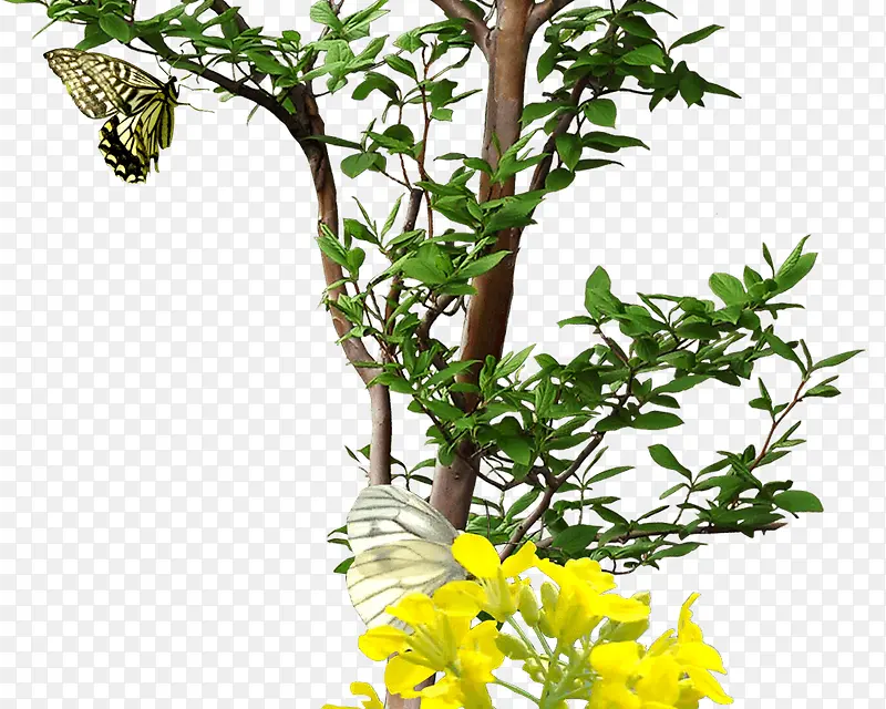 大自然树木花朵蝴蝶植物昆虫