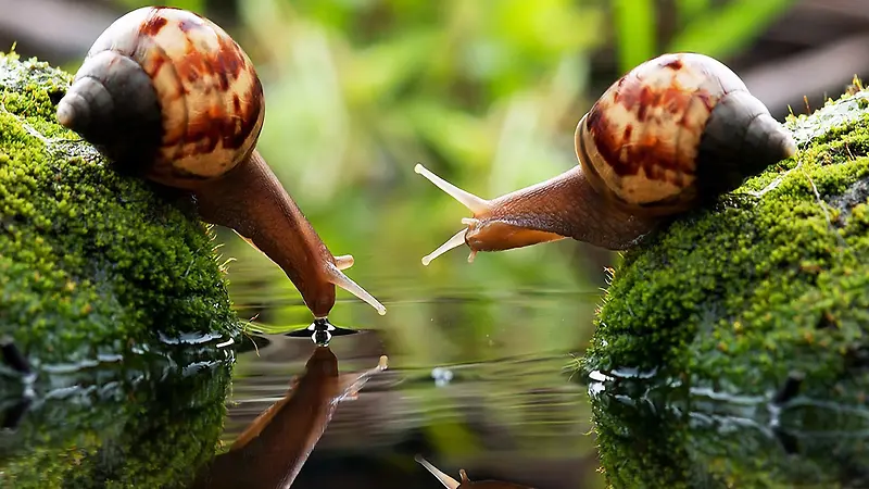 蜗牛喝水安静春景