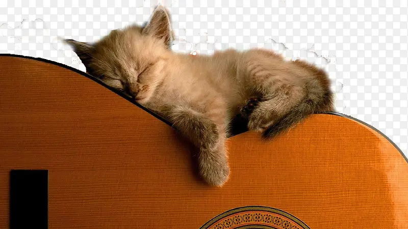 猫咪吉他