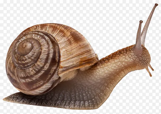 蜗牛免扣素材