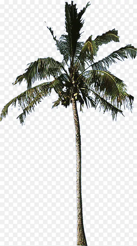 手绘椰子树展板设计