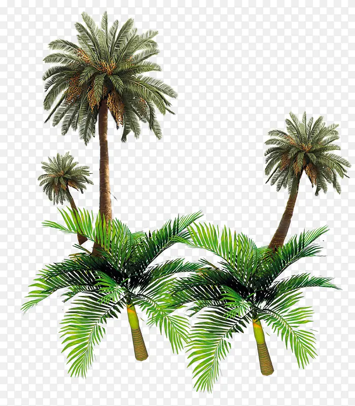 男装植物椰树