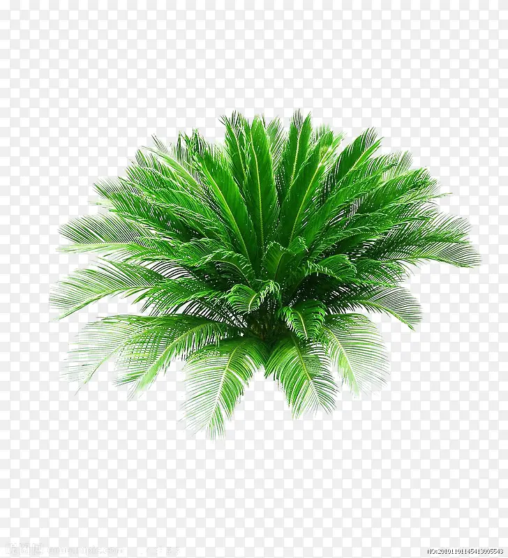 热带植物  草