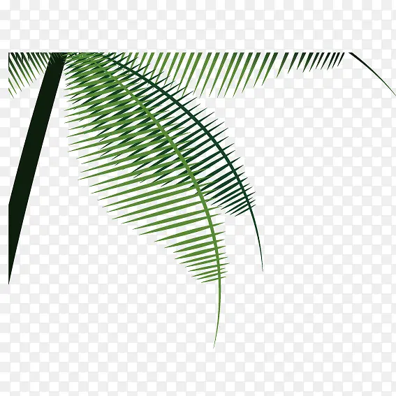 绿色热带椰子树