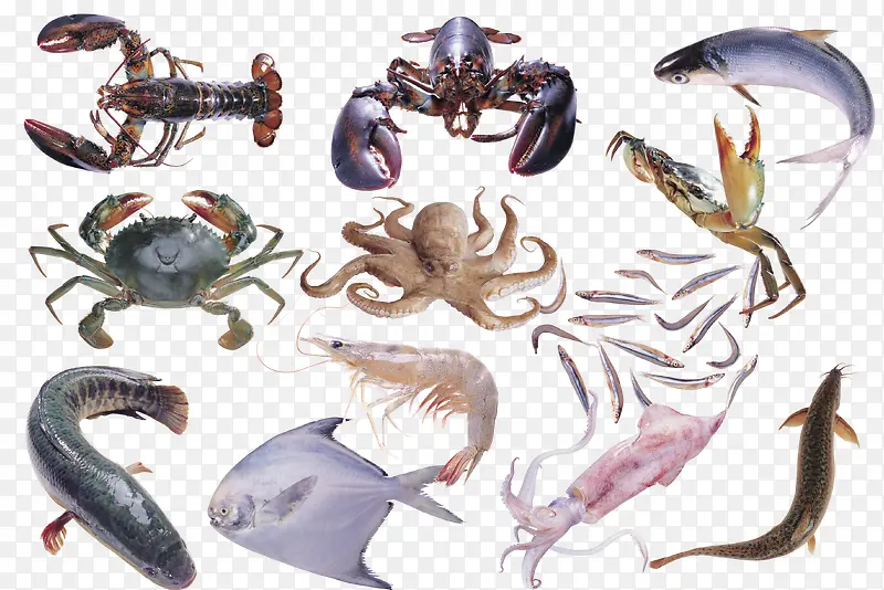 海鲜海生物