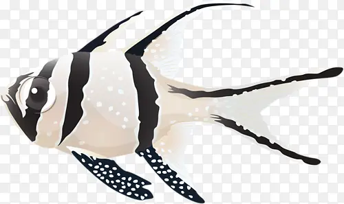 黑纹白色鱼