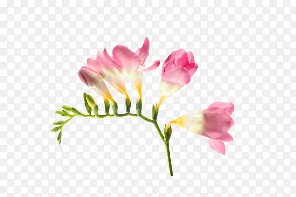 花卉
