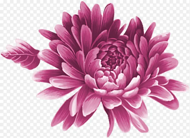 手绘粉色花卉创意插画